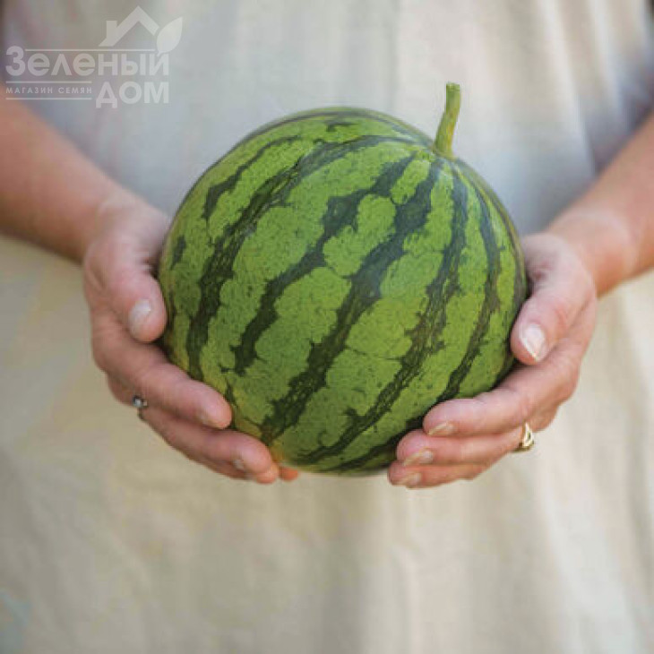 Тігріс F1 / Tigris F1 фото 1