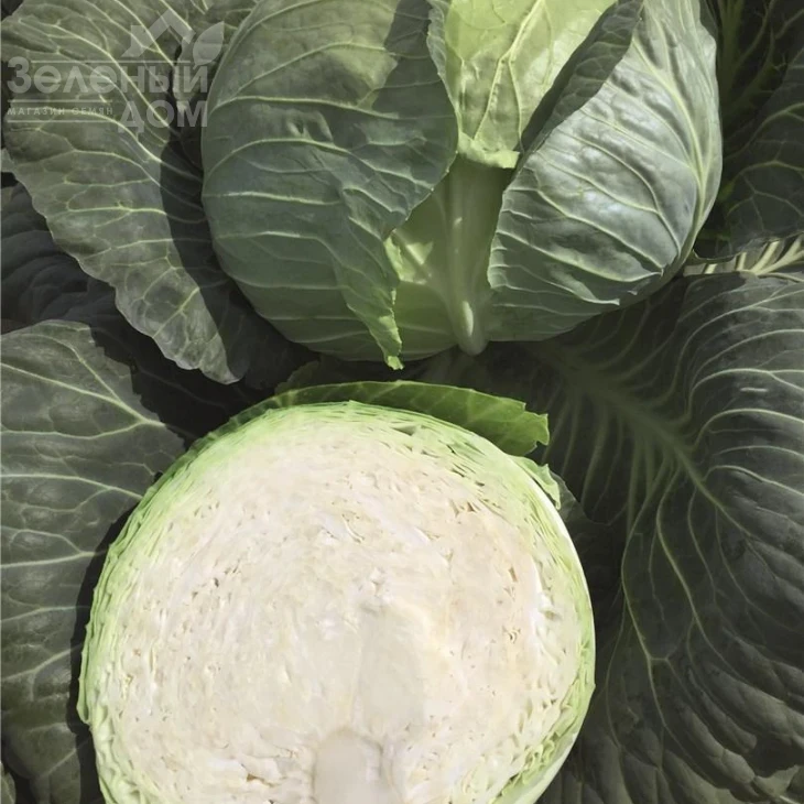 Репорт F1 / Report F1,118-120 дней фото 2