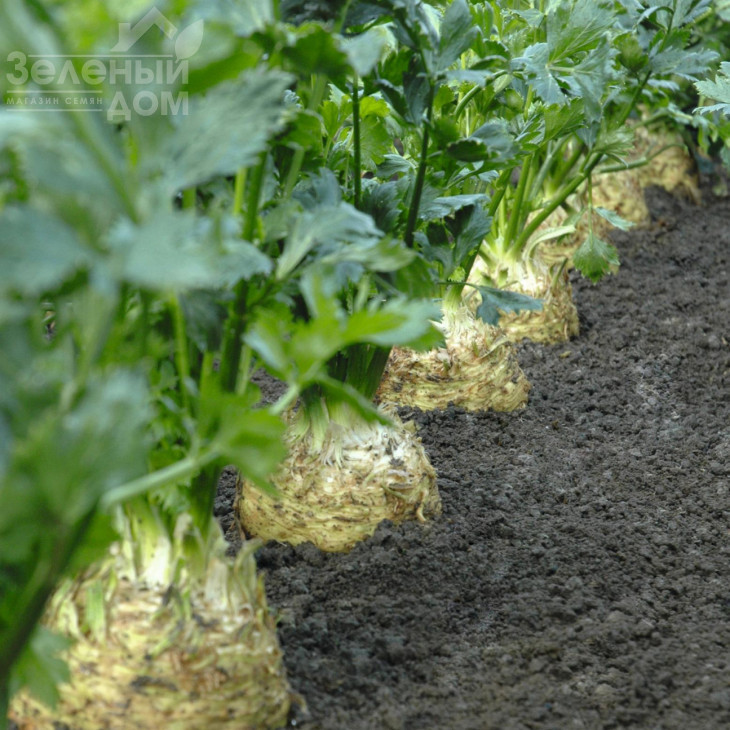 Діамант / Diamant,150 днів фото 1