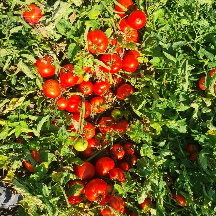 Климон F1 / Klimon F1, 67-72 дней фото 4