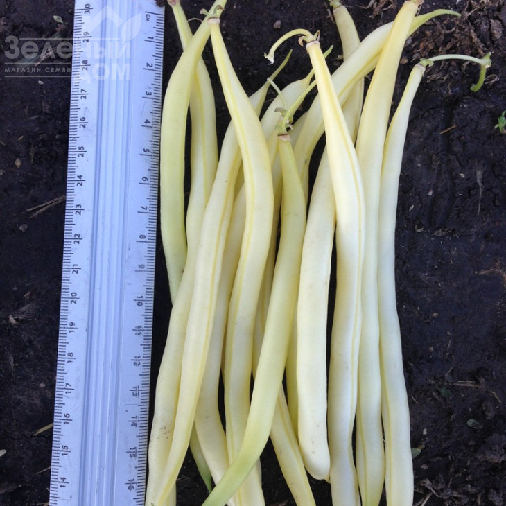 Фруідор / Fruidor фото 5