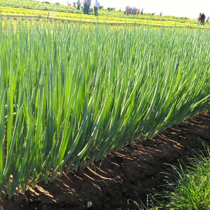 Кайгаро / Kaygaro,54 дні фото 2