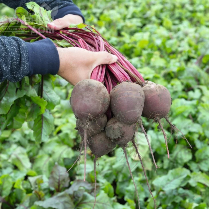 Водан F1 / Wodan F1,85-90 дней фото 1