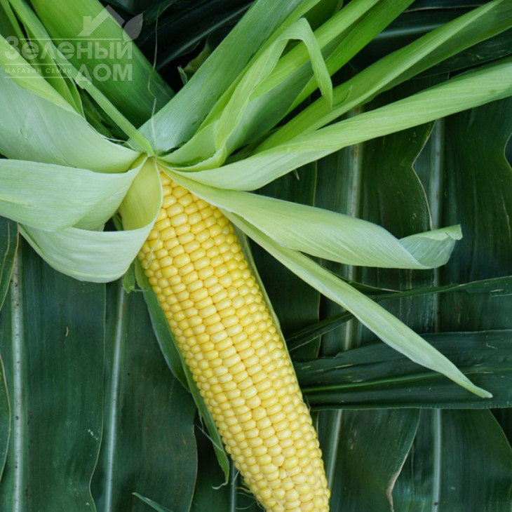 Турбін F1 / Turbin F1,70-72 дні фото 5