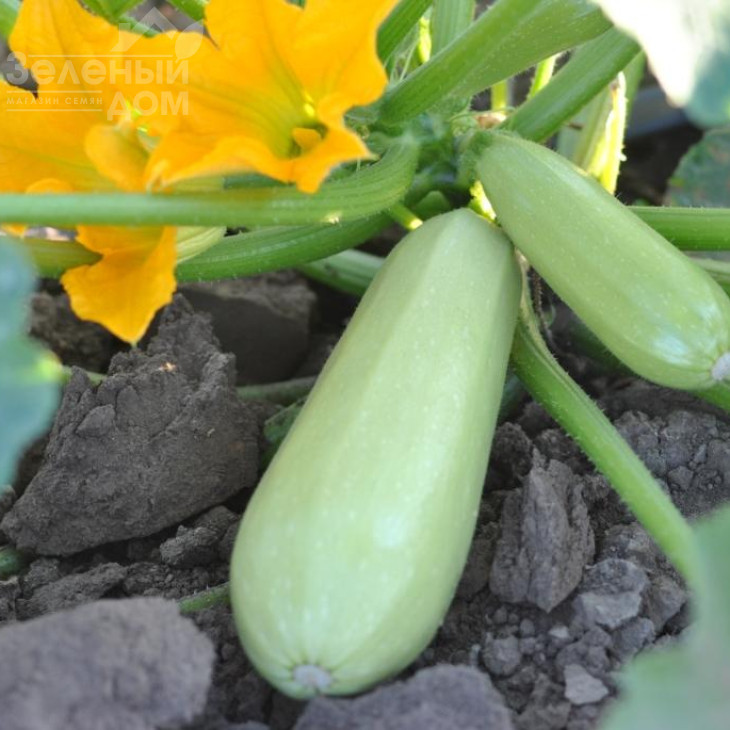 Атілла F1 / Atilla F1 фото 1