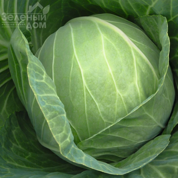 Кебтон F1 / Cabton F1,120 дней фото 2