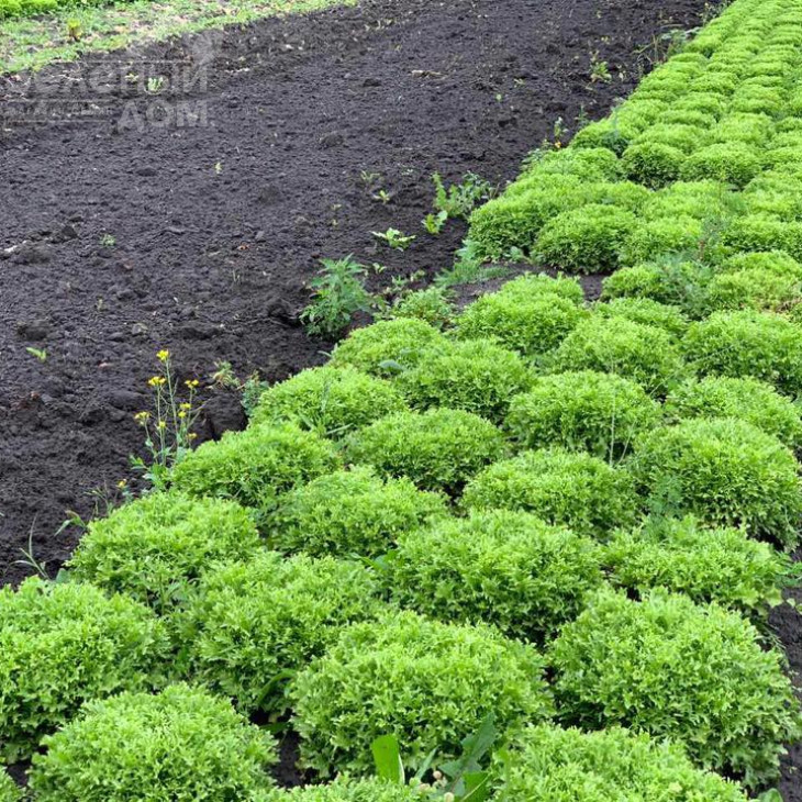 Бенефайн / Benefine,60-70 днів фото 5