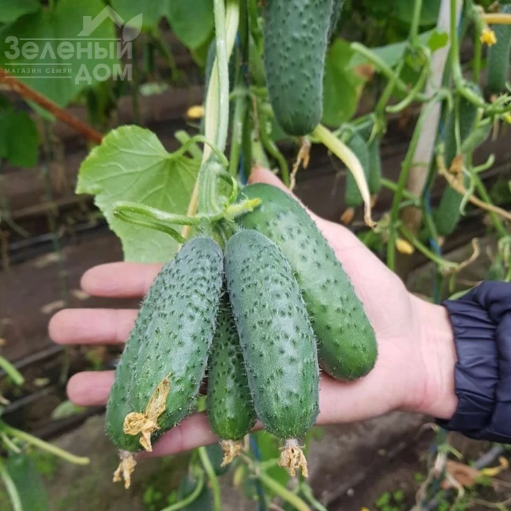 Мадрилен F1 / Madrilene F1, 40–42 дня фото 5