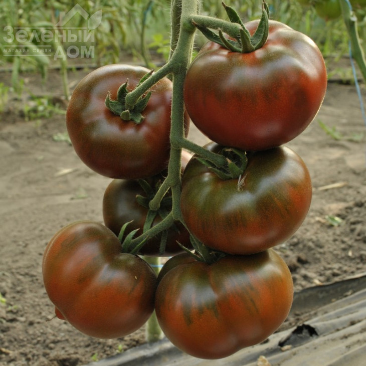 Бронсон F1 / Bronzon F1,70 днів фото 1