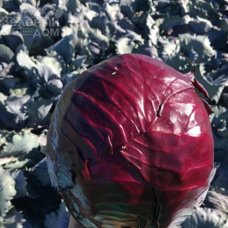 Редгард F1 / Redgard F1,130-135 дней фото 4