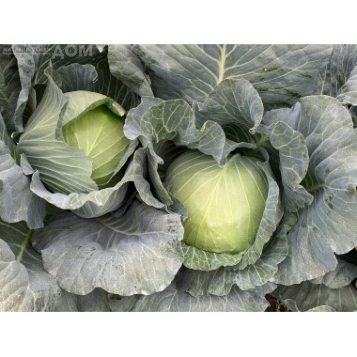 Заказ F1 / Zakaz F1 фото 1