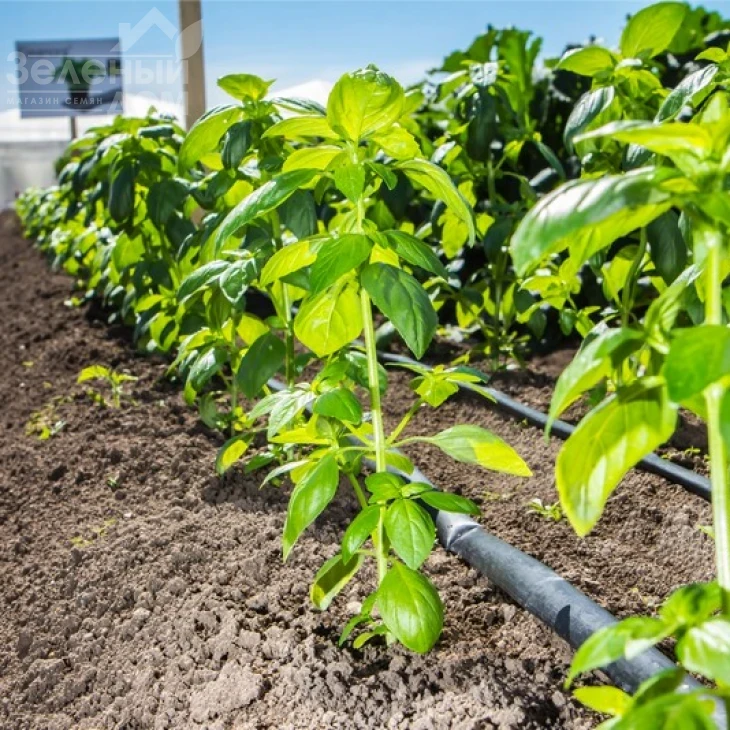 Кира / Kira фото 2