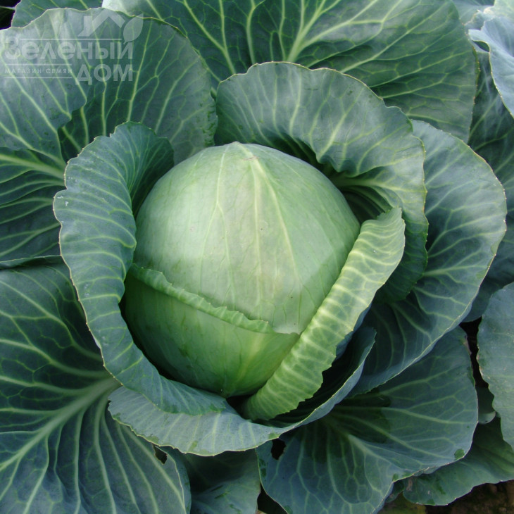 Голт / Holt,145-150 днів фото 1