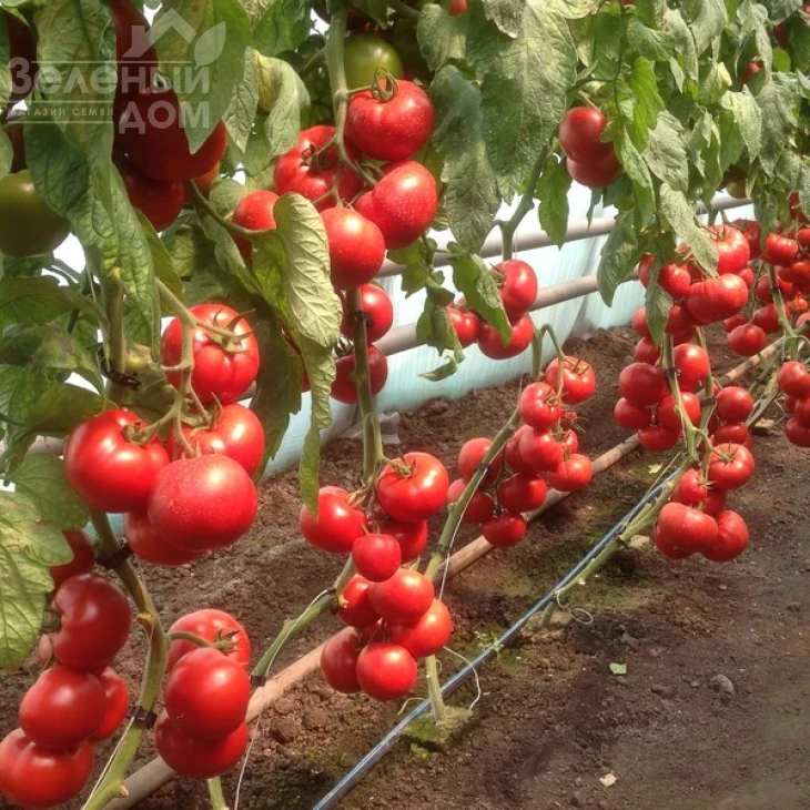 Васанта F1 / Vasanta F1,105-110 дней фото 2