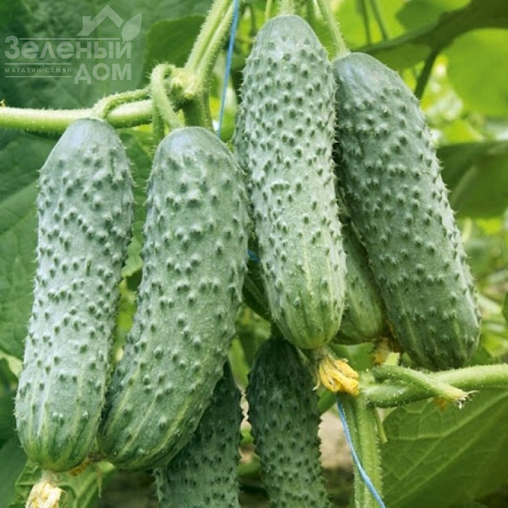 Капрікорн F1 / Kaprikorn F1,32-35 днів фото 2