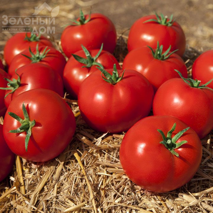 Камі (КС 898) F1 / Kami (KS 898) F1,97-105 днів фото 2