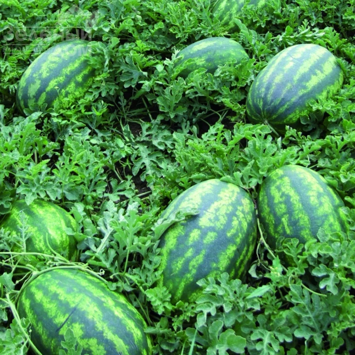 Леди F1 / Lady F1,62-65 дней фото 1