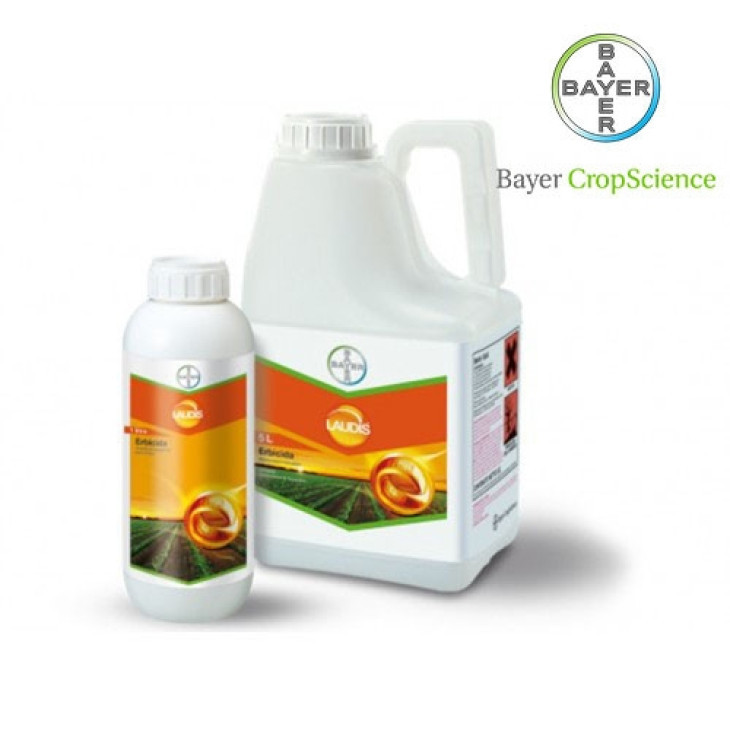 Лаудіс / Laudis фото 1