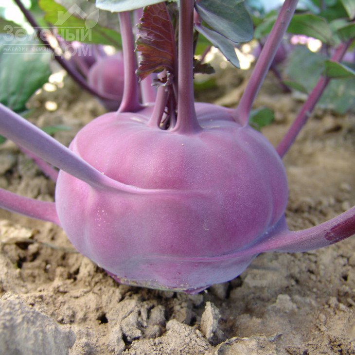 Віолета / Violeta,120-125 днів  фото 1