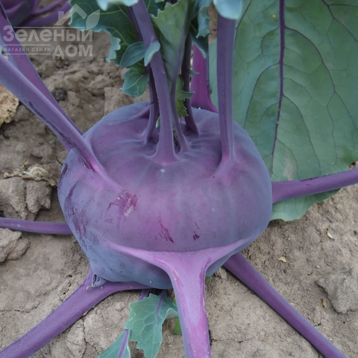 Балот F1 / Balot F1,78-83 дней фото 1