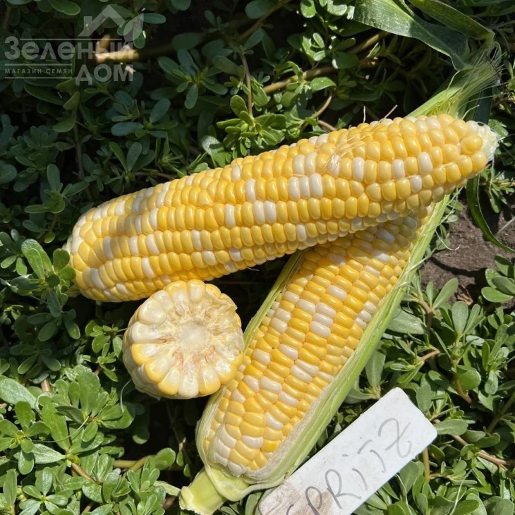 Сприц F1 / Spritz F1, 73-74 дня фото 9