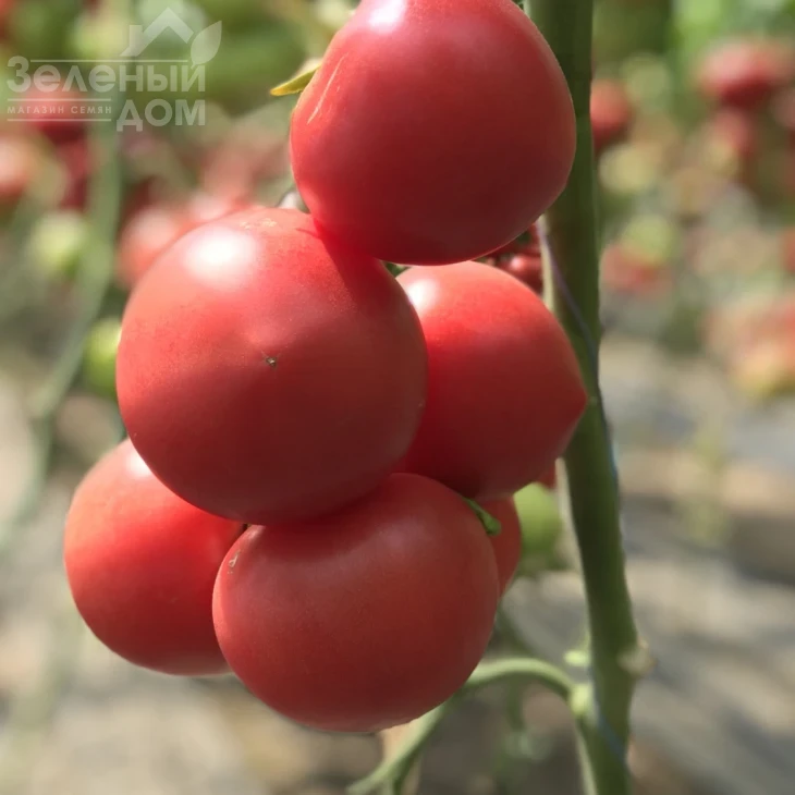 Пинк Джаз F1 / Pink Jazz F1,70-75 дней фото 3