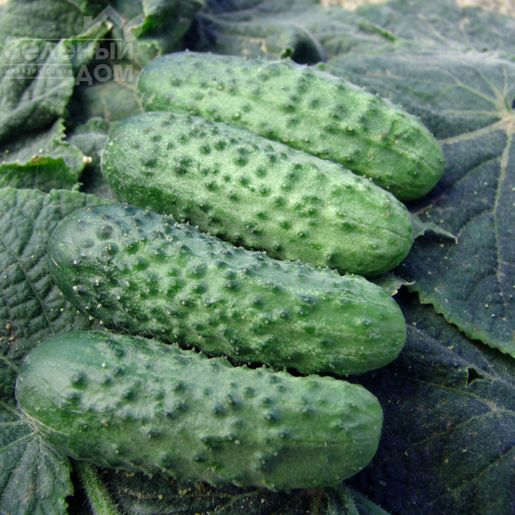 Аліце F1 / Alice F1 фото 1