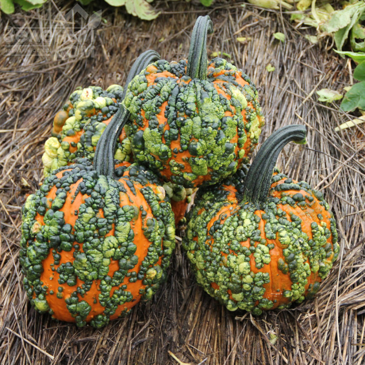 Ворті Гоблін F1 / Vorti Goblin F1, 95-105 днів фото 1