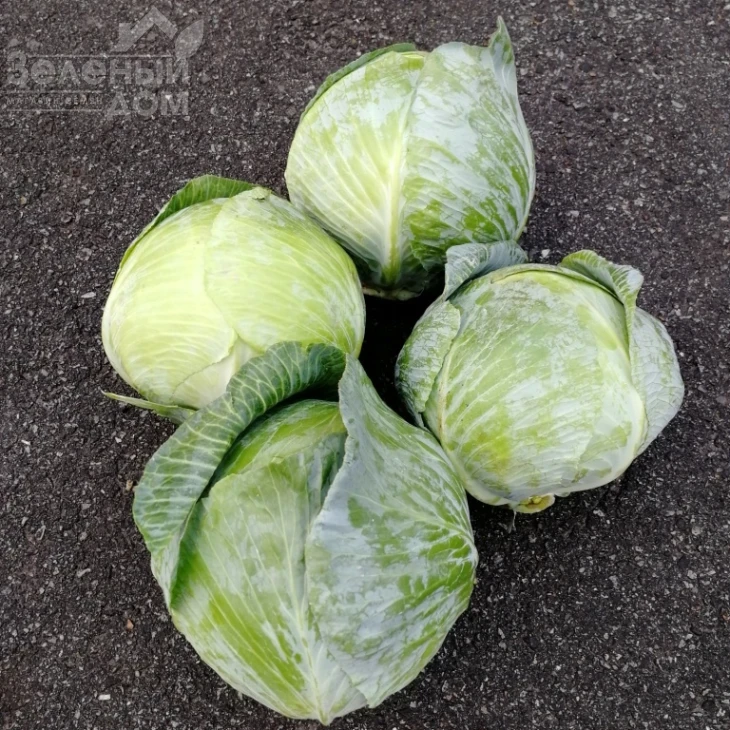 Бигестор F1 / Bigestore F1, 115-120 дней фото 1