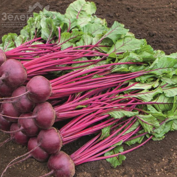 Маноло F1 / Manolo F1,110-115 днів фото 1