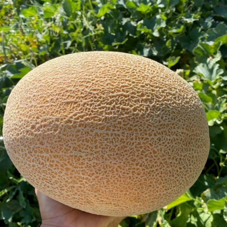 Алиша (INX 1077) F1 / Alisha (INX 1077) F1,70 дней фото 1