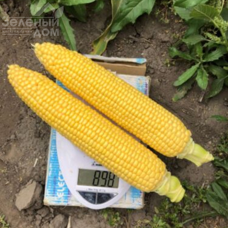 1980 F1 / 1980 F1,78 днів фото 1