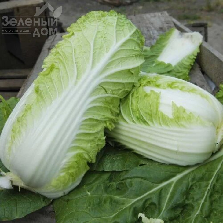 Вілі F1 / Vili F1,45-50 днів фото 1