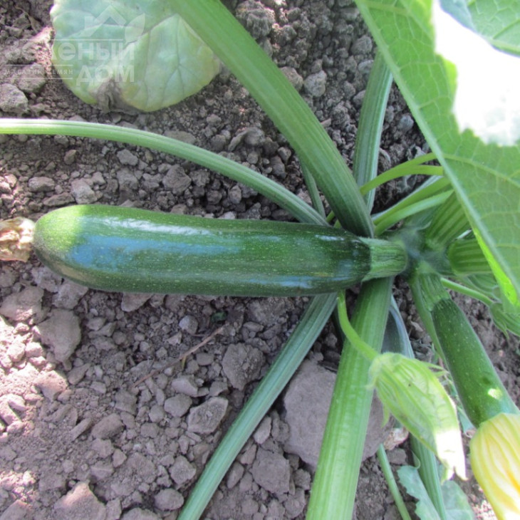 ЛС 1890 F1 / LS 1890 F1 фото 4