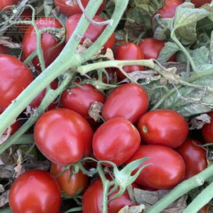 6107 F1 / 6107 F1 фото 1