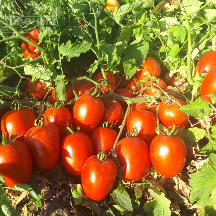 Велоз F1 / Veloz F1,85-90 дней фото 2