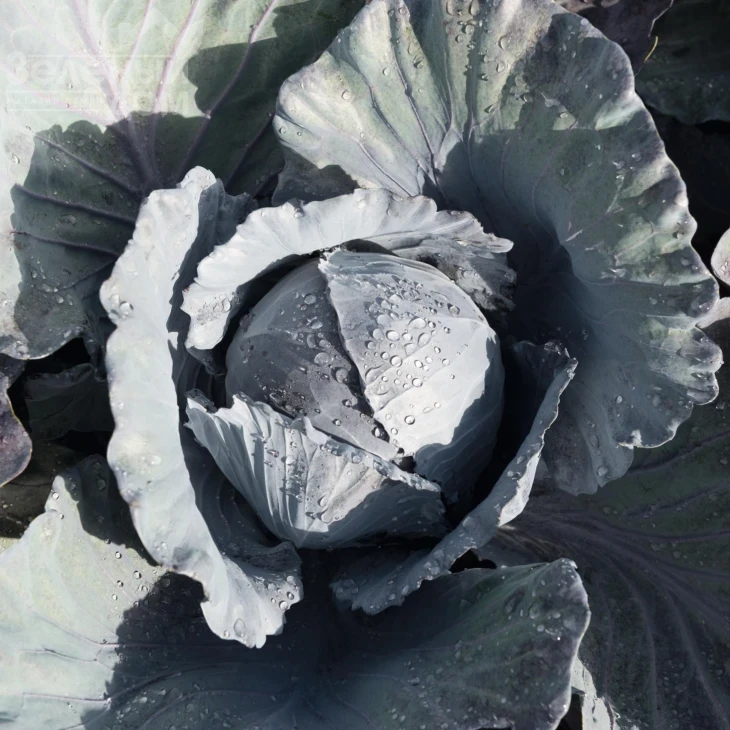 Климаро F1 / Klimaro F1,120 дней фото 1