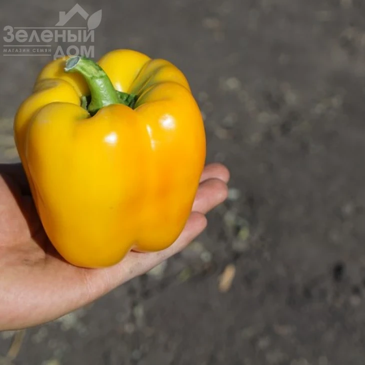 Соланор F1 / Solanor F1,70 дней фото 4