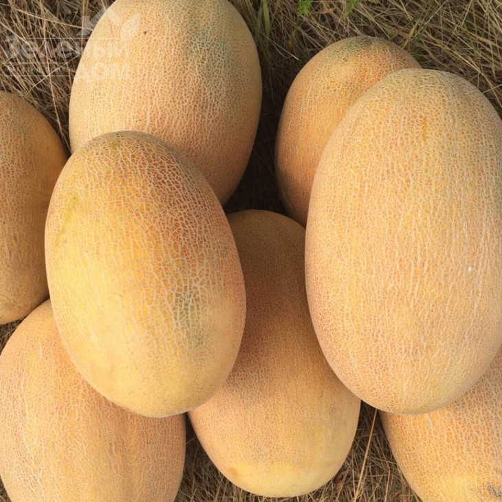 Оксана F1 / Oksana F1,65-70 днів фото 2