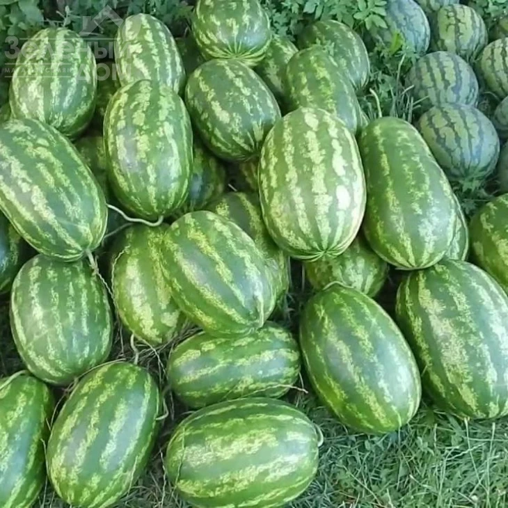 Фарао F1 / Farao F1,62-64 дня фото 2