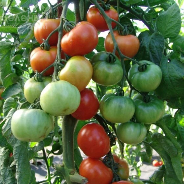 Торо F1 / Toro F1,60-70 днів фото 2