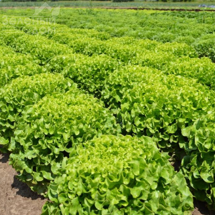 Меліна / Melina фото 1