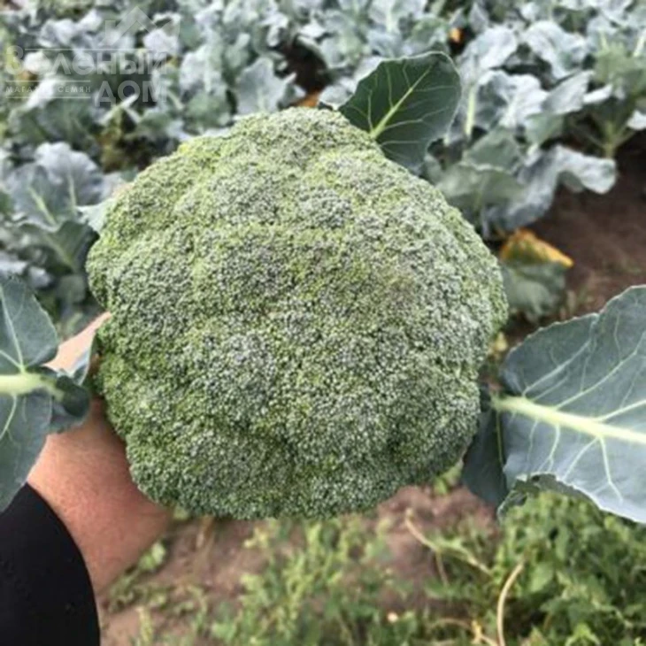 Легаси F1 / Legasi F1, 55 дней фото 4