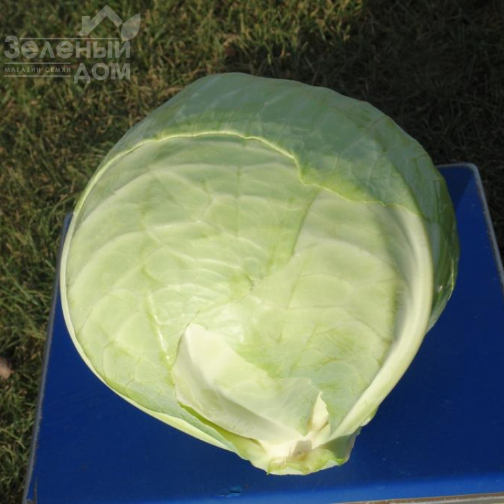 Аммон F1 / Ammon F1,125-135 днів фото 2