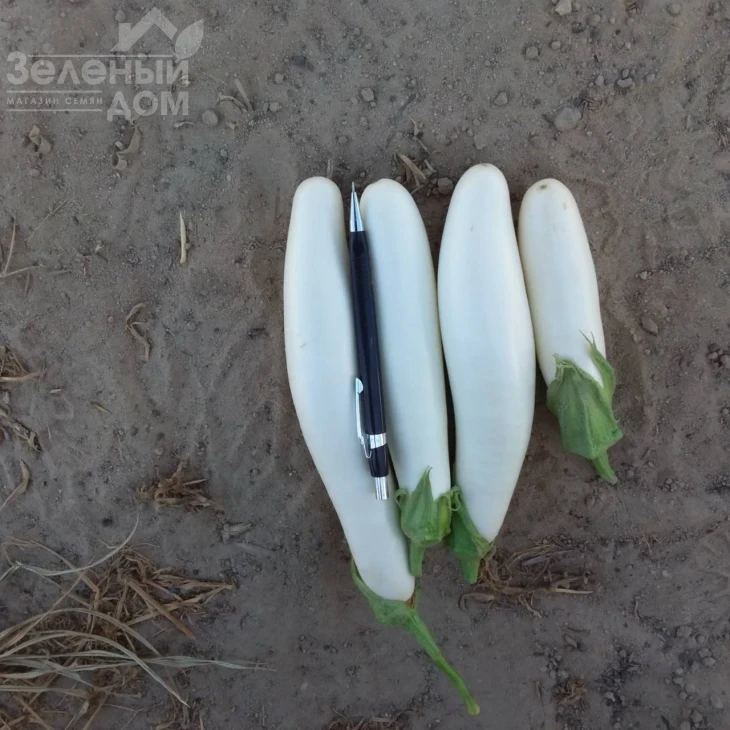 Вайтмен F1 (INX 1644) / Whiteman F1 (INX1644) фото 3