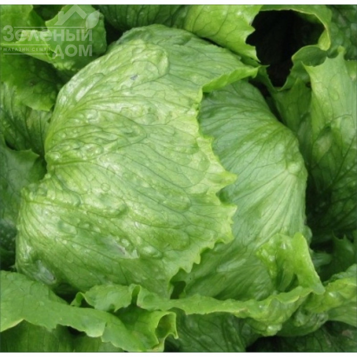 Лілах / Lilah фото 1