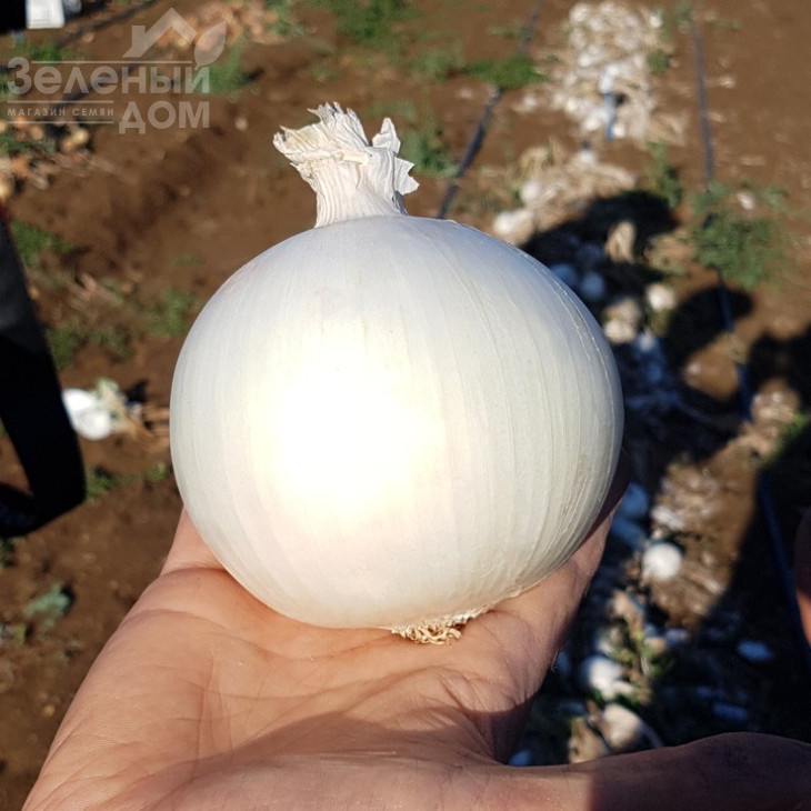 КС 725 F1 / KS 725 F1,115-120 днів фото 1