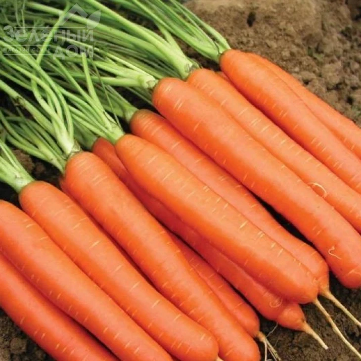 Тип-Топ / Tip-Top,100-110 дней фото 1