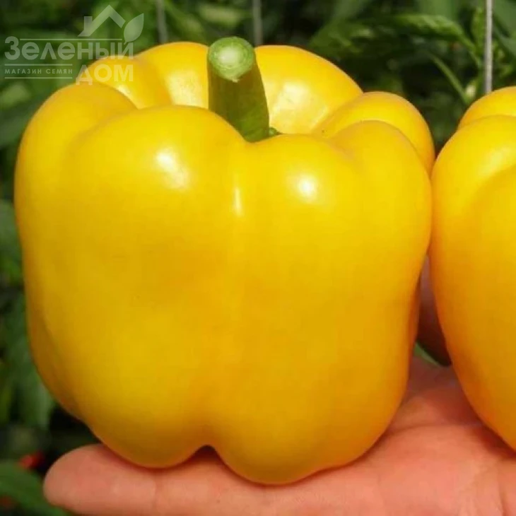 Иланга F1 / Ilanga F1 фото 1