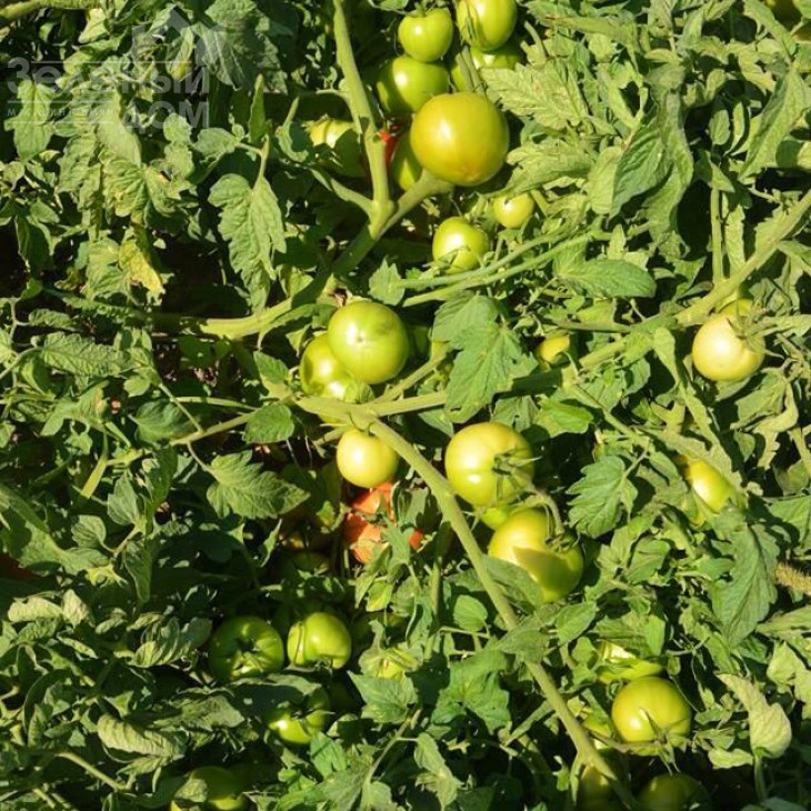 БТ 1019 F1 / BT 1019 F1,65-70 днів фото 1